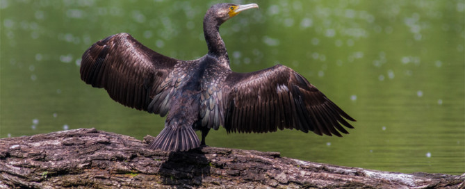 Cormorant