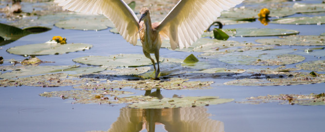 Sgarza Squacco Heron