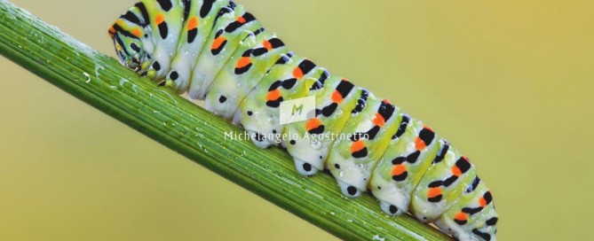 machaon metamorphosis