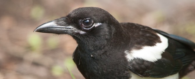 real magpie