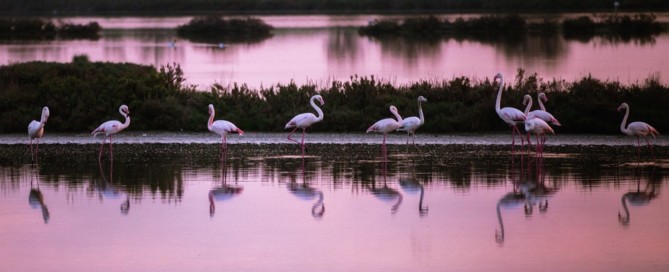 pink flamingos fenicotteri rosa