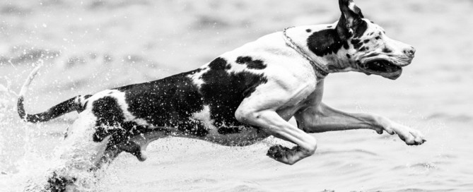 Alano on the beach