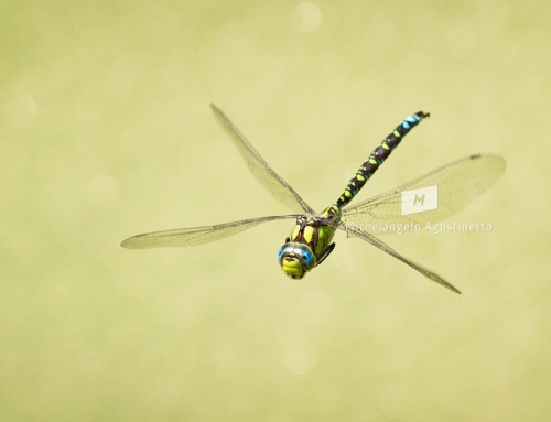 DragonFly Panning