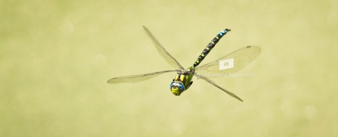 dragonfly panning